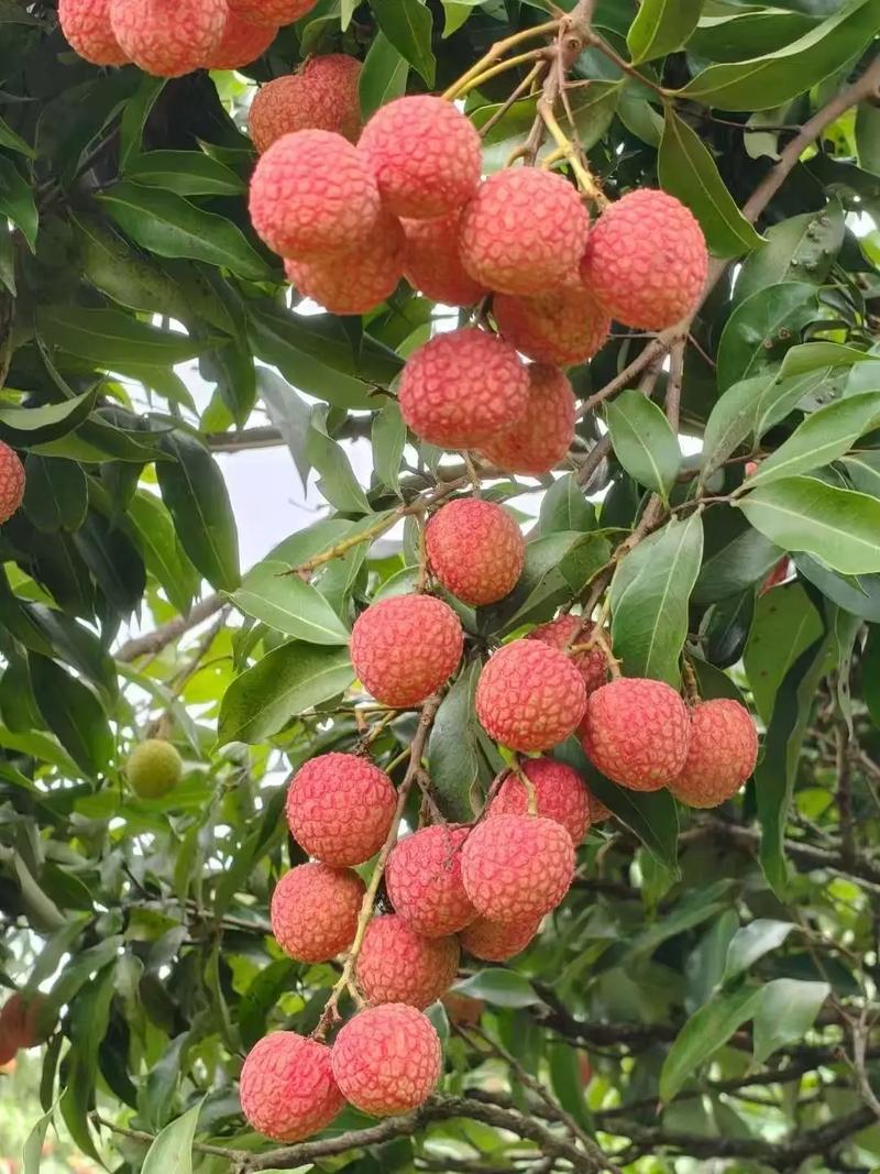 高州荔枝熟了，夏天的味道从这里开始