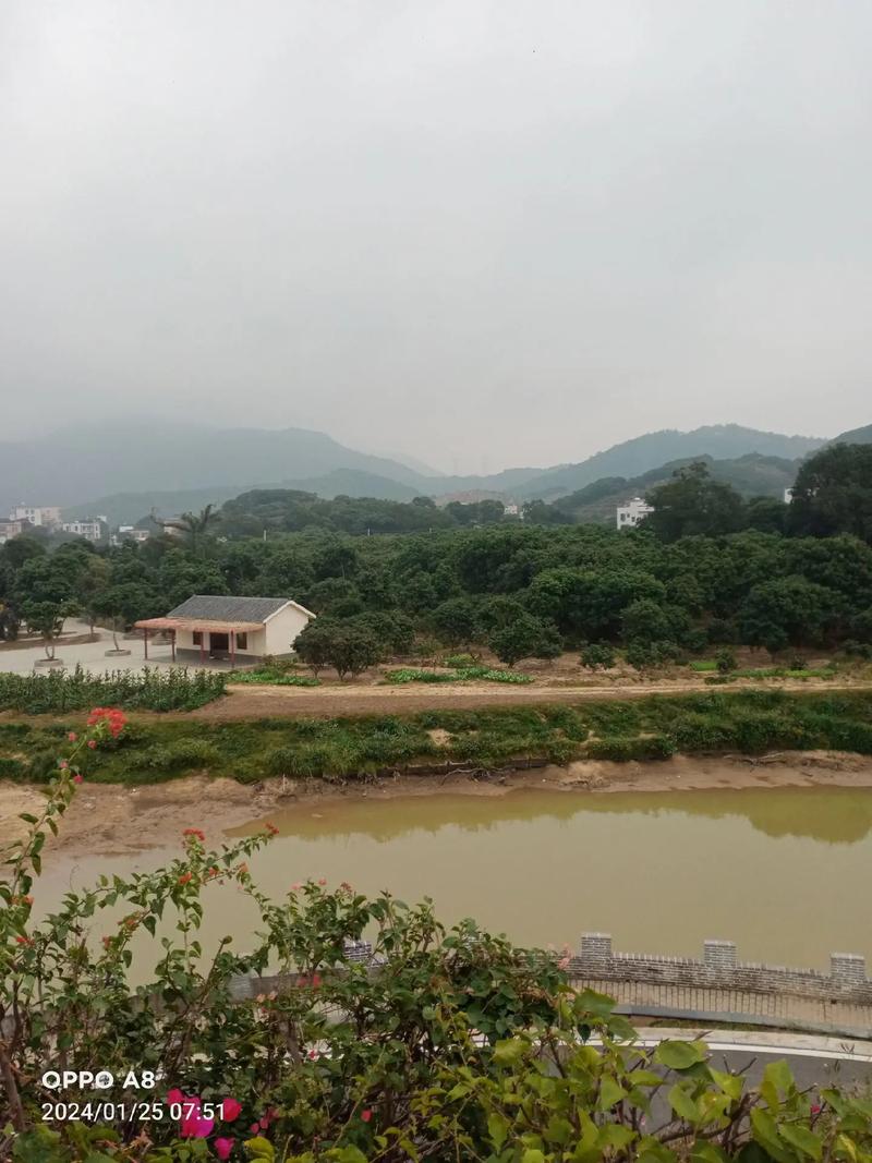 这是我第二次到过的高州根子镇元坝村,村貌非常美丽,空气清新,