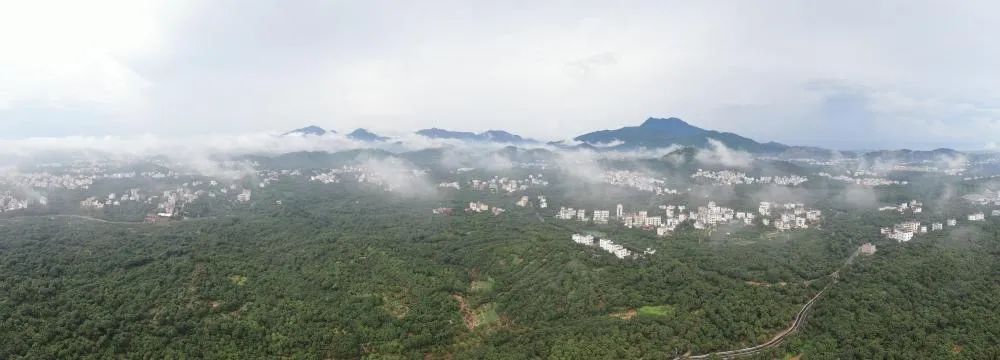 48小时&ldquo;鲜&rdquo;达 岭南荔枝香飘迪拜